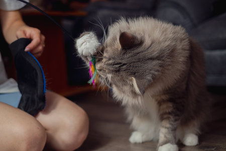 girl playing with her cat, home leisure with animalの写真素材