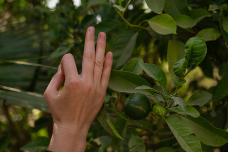 hand showing ok, next to a lime tree, advertising fruit, healthy eating, organic food, and kitchen and home products.の写真素材