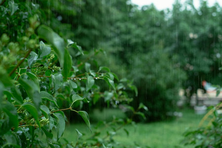 Rain dripping on tree leaves, promoting waterproof smartphones, headphones, cameras, and other...