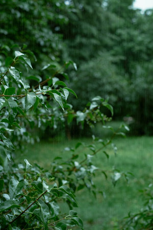Summer landscape, heavy rain in a green park, promoting cold prevention and treatment products,...