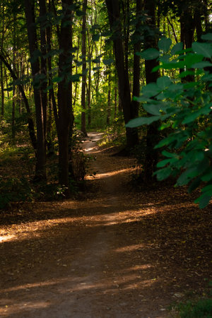 Forest trail for jogging, set in a lush green summer park.の写真素材
