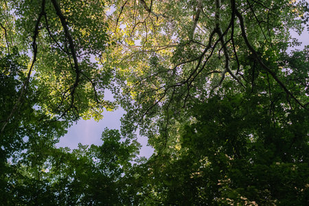 View of tree tops against a blue sky, framed by green leaves.