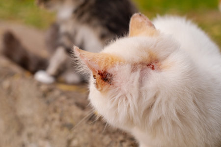 A sick cat sitting on the street, treatment and care for abandoned animals, saving the lives of street animals, white cat with head wounds.の写真素材