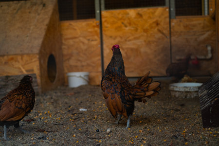 Domestic chickens in a pen, raising farm birds, dwarf chickens in a nursery for poultry farming.の写真素材