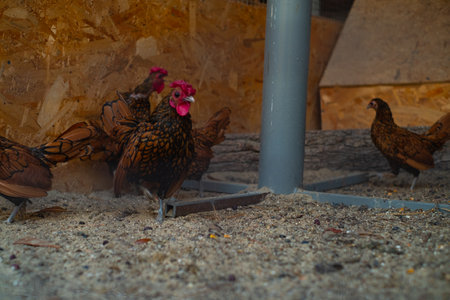 Domestic chickens in a pen, raising farm birds, dwarf chickens in a nursery for poultry farming.