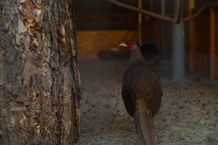 Common pheasant in a sanctuary cage, animal rescue from wildlife.