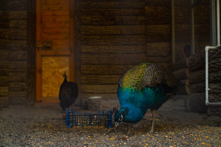 Green peacock feeding in a sanctuary cage, farm breeding of rare birds rescued from the wild, wildlife conservation.の写真素材