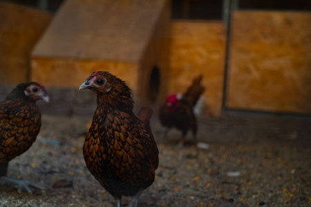 Sibrayt chicken breed in a nature reserve, an English breed with identical plumage for both males...