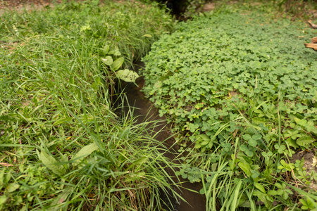 A river flows gently through the forest, surrounded by green bushes and rocks, creating a peaceful atmosphere.の写真素材