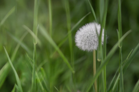 A white fluffy dandelion bathed in sunlight on a background of green grassの写真素材