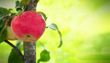 Beautiful fresh red apples in the garden on a tree. Healthy food for vegetarianism, diets, and a proper lifestyle.の写真素材