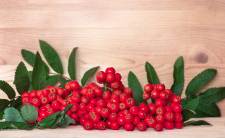 Red autumn bunch of mountain ash on a wooden background. Copy space.の写真素材