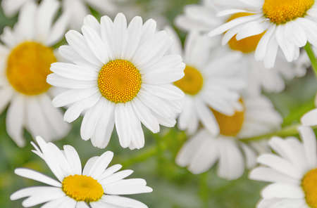 White daisies in nature in the meadow. For postcards and pictures.の写真素材