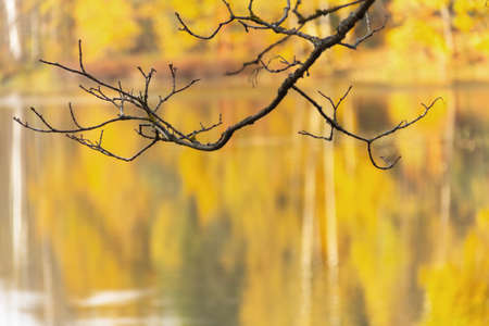 A beautiful autumn contrasting landscape - A branch of a tree without leaves against the background of trees with bright yellow leaves reflected in the waterの写真素材