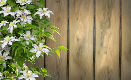 clematis flower on a wooden background with a copy space. Use for background, postcards.の写真素材