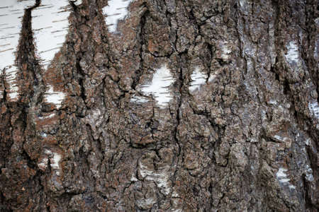 The texture of birch bark and birch tree bark, background.の写真素材