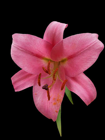 Romantic spring background. Isolated beautiful lonely pink lily flower. Spa-flower banner isolated on black.の写真素材