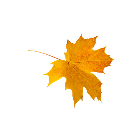 Yellow maple leaf as a symbol of autumn, as a seasonal thematic concept, as a symbol of autumn weather on an isolated white background.の写真素材