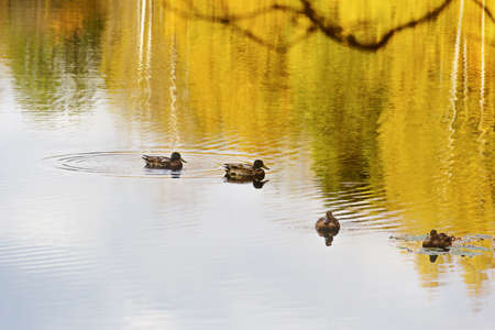 Beautiful autumn landscape with ducks on the background of trees with bright yellow leaves reflected in the water.の写真素材
