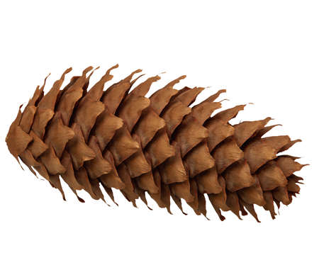 A single fir cone, isolated on a white background. Decoding.の写真素材