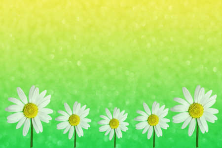 Yellow-green background with bokeh and white daisies. Texture, albums. A place to copy.の写真素材