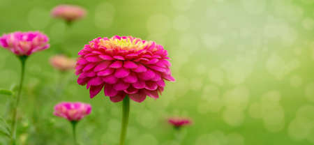 Zinnia elegans flower on a green background in the sun, background.の写真素材