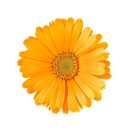 Calendula flower isolated on the white background, homeopathic, natural, medicine.の写真素材