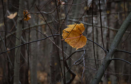 One bright yellow autumn leaf in the branches. Autumn background.の写真素材