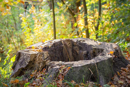 An old rotten stump with a hole inside in the autumn in the forest. Landscape.の写真素材