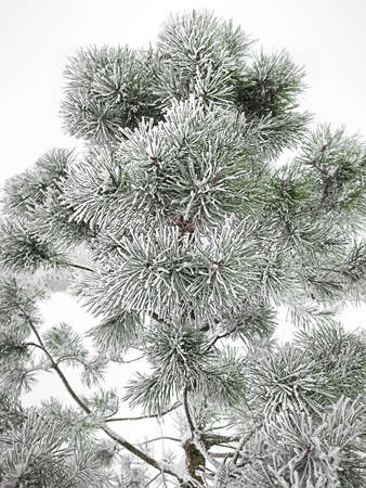 Evergreen pine with fresh snow and frost in a snowfall on white.の写真素材
