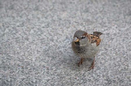 One sparrow on the gray asphalt. Background, splash, cover.の写真素材