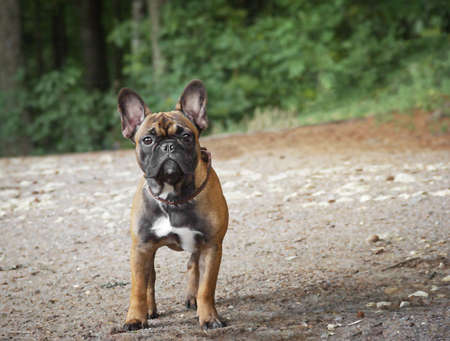 boxer dog stands in the park on a summer day, backgroundの写真素材