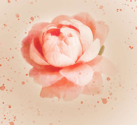 Watercolor illustration of a delicate pink rose. An old postcard. Botanical illustration.の写真素材
