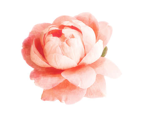 Delicate pink rose isolated on a white background. Processing for watercolor. Botanical illustration.の写真素材