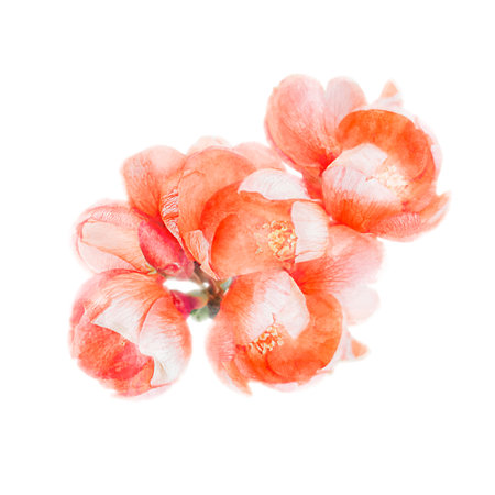 Watercolor illustration with Chaenomeles japonica. A flowering sprig of Japanese quince or quince Maule. Pink flowers on a white background. valentine's day.の写真素材