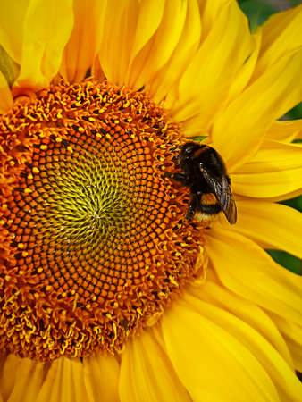 Yellow sunflower close-up with an insect bumblebee. yellow big flower.の写真素材