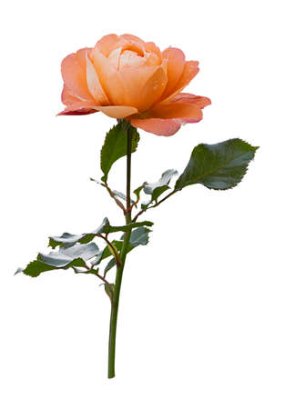 Orange-yellow isolated rose flower on a white background, close-up.の写真素材