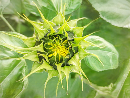 Closed and opening sunflower bud in the web. flower. Flat position, top view.の写真素材