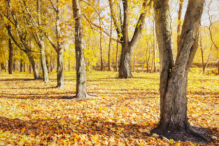 Beautiful sunny golden autumn landscape in a park with trees.の写真素材
