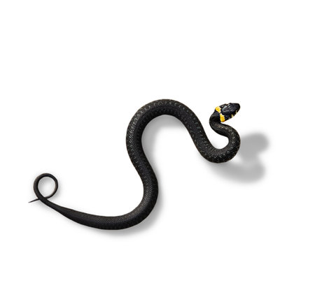 A grass snake, Ringed snake isolated on a white background. Natrix natrix natrix.の写真素材