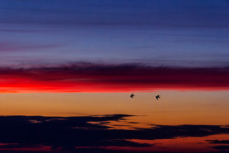Bright sunset, blue sky with red and orange clouds. Silhouettes of two flying birds.の写真素材