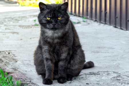 A serious and angry fluffy black cat is sitting outside and looking at the camera, horizontal image.の写真素材