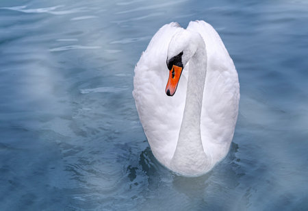 A white swan on the water. A lonely beautiful swan. copyspace.の写真素材