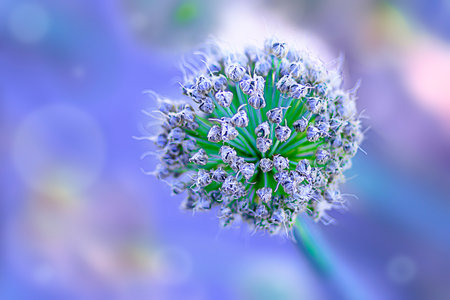 Blurred defocus abstract aquamarine background with green onion inflorescences.