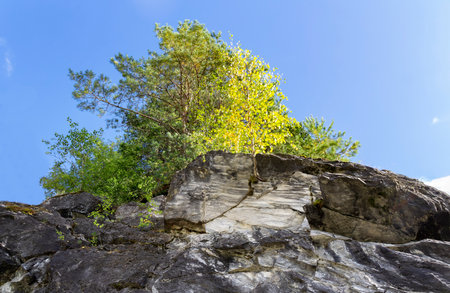 Green, yellow trees on top of a cliff, rocks. The concept of freedom, overcoming difficulties.の写真素材