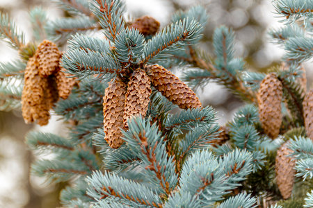 Branches of a blue spruce with brown cones, close-up. picturesque colorful nature.の写真素材