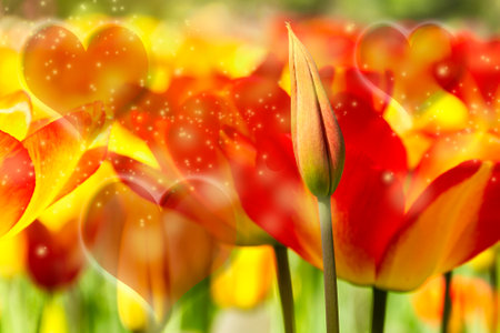 Defocus blurred background of tulips with soft focus, floral background with bokeh and hearts, pastel and soft.の写真素材