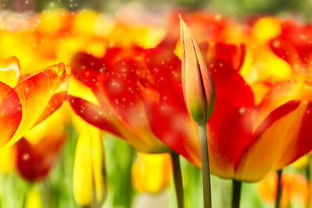 Flower background of tulips with bokeh, pastel and soft focus, unfocused blurred.の写真素材