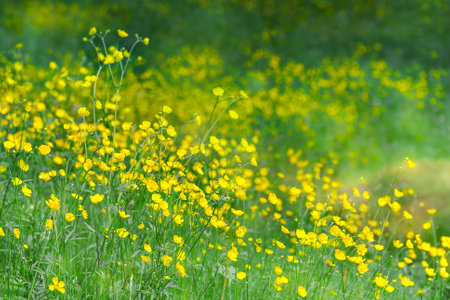 The field of the wild plant of the holly-leaved buttercup Ranunculus acris. Floral defocused blurred background of yellow buttercup flowers.の写真素材