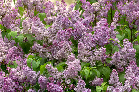 Lilac thickets of blooming lilac, floral background with soft focus.の写真素材